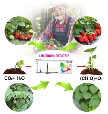 1W SMD 3030 Chip LED Biru Lampu Tumbuh 440-470nm 300mA 3.0-3.4V